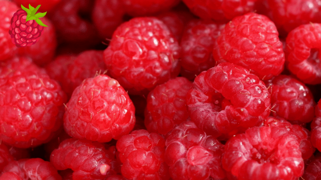 Framboises fraîches rouges pour tiramisu gourmand